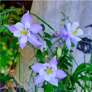 Meet your Posher, Jaele